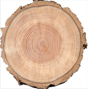 Tree Trunk slice image