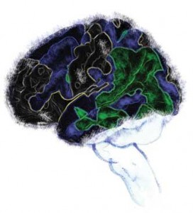 Brain illustration by Kathy Mandell