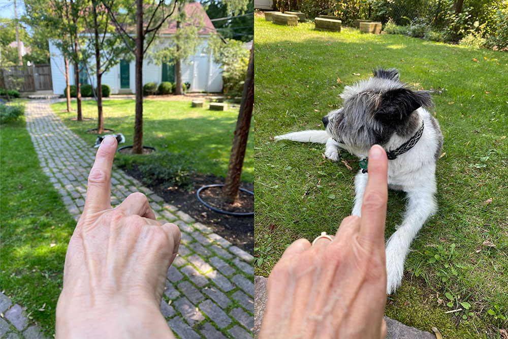 Joey the dog in perspective at a distance and close up